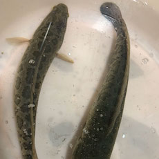黑鱼