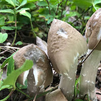 鸡纵菌