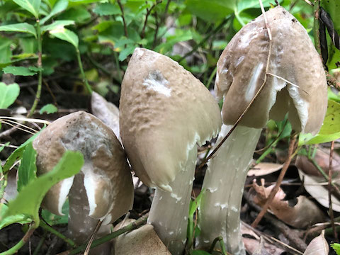 鸡纵菌