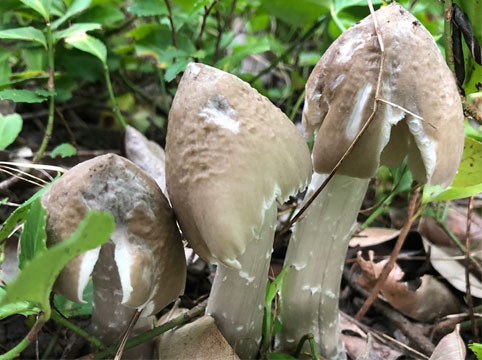 鸡纵菌