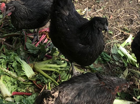 林中乌骨鸡