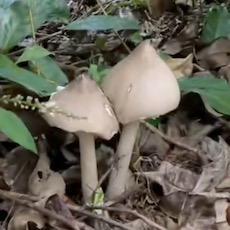 鸡纵菌