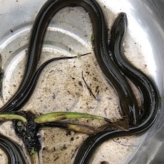 黄鳝