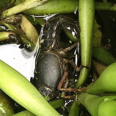 小龙虾
